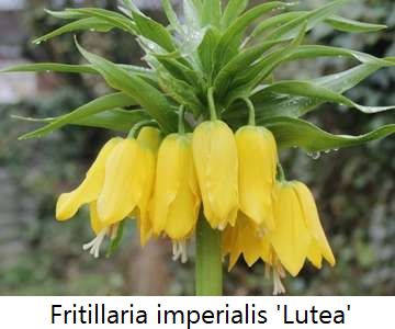 Fritillaria imperialis 'Lutea'